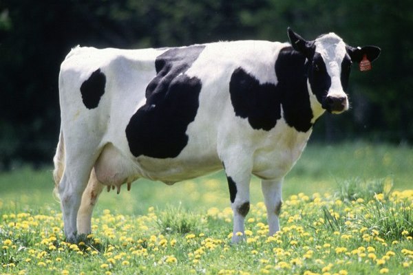 rase de vaci - holstein