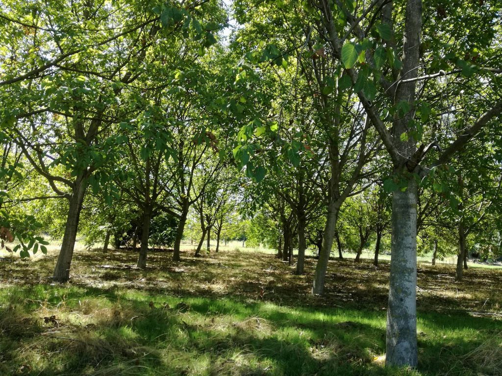 plantatie de nuci