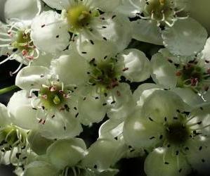 flori de paducel
