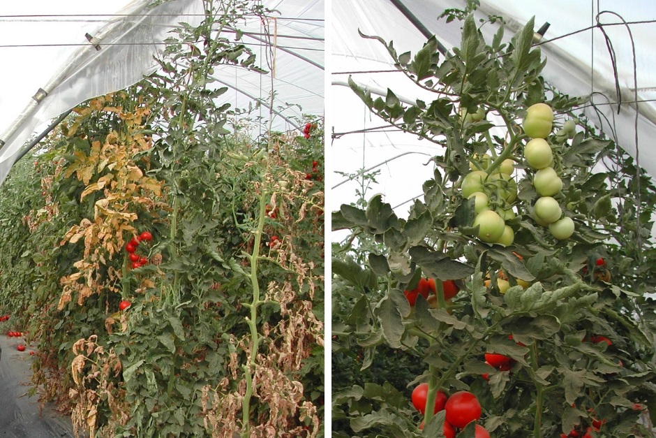 pension famine village Bolile tomatelor de seră: ce sunt și cum să le tratezi
