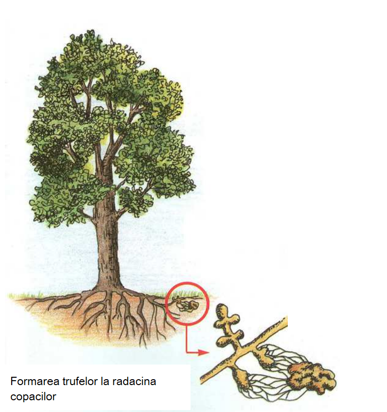 formarea trufelor la radacina copacilor