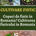Cultivare fistic Romania