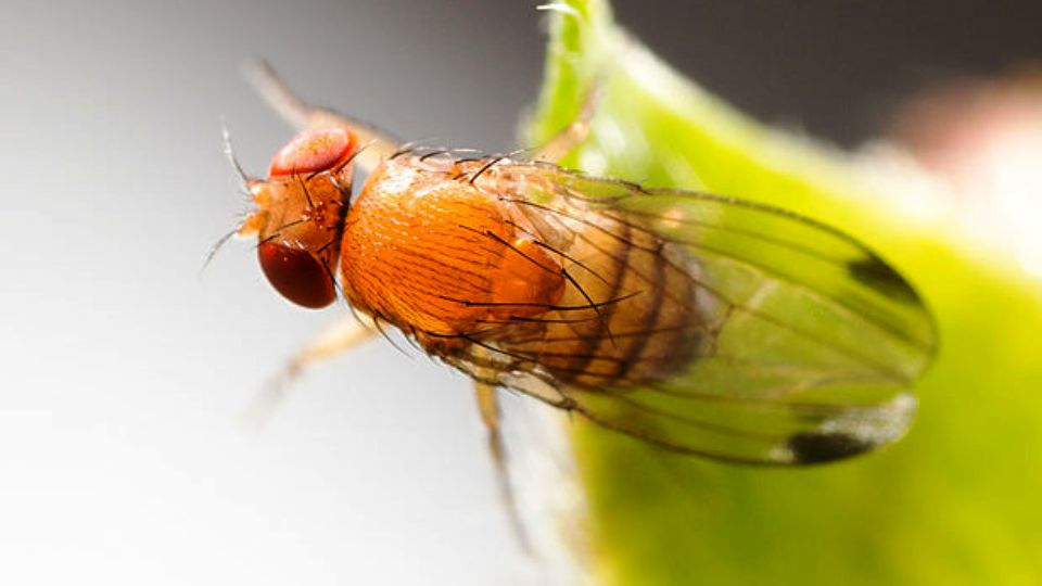 Drosophila suzukii daunator afin