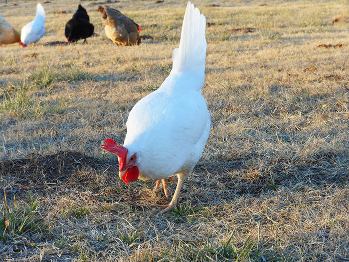 Găini ouătoare din rasa Livorno