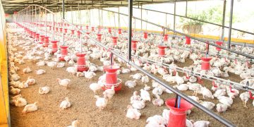 pexels-ramdasaswale-12995534