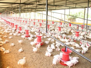 pexels-ramdasaswale-12995534