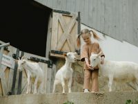 pexels-anastasia-shuraeva-7673842